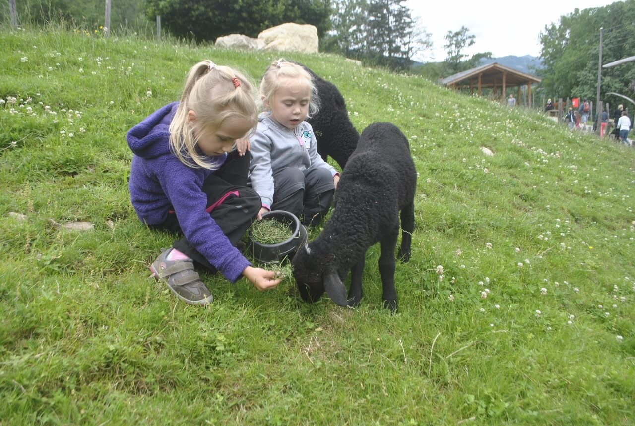 Featured image for “Alpen Wildpark Feld am See”