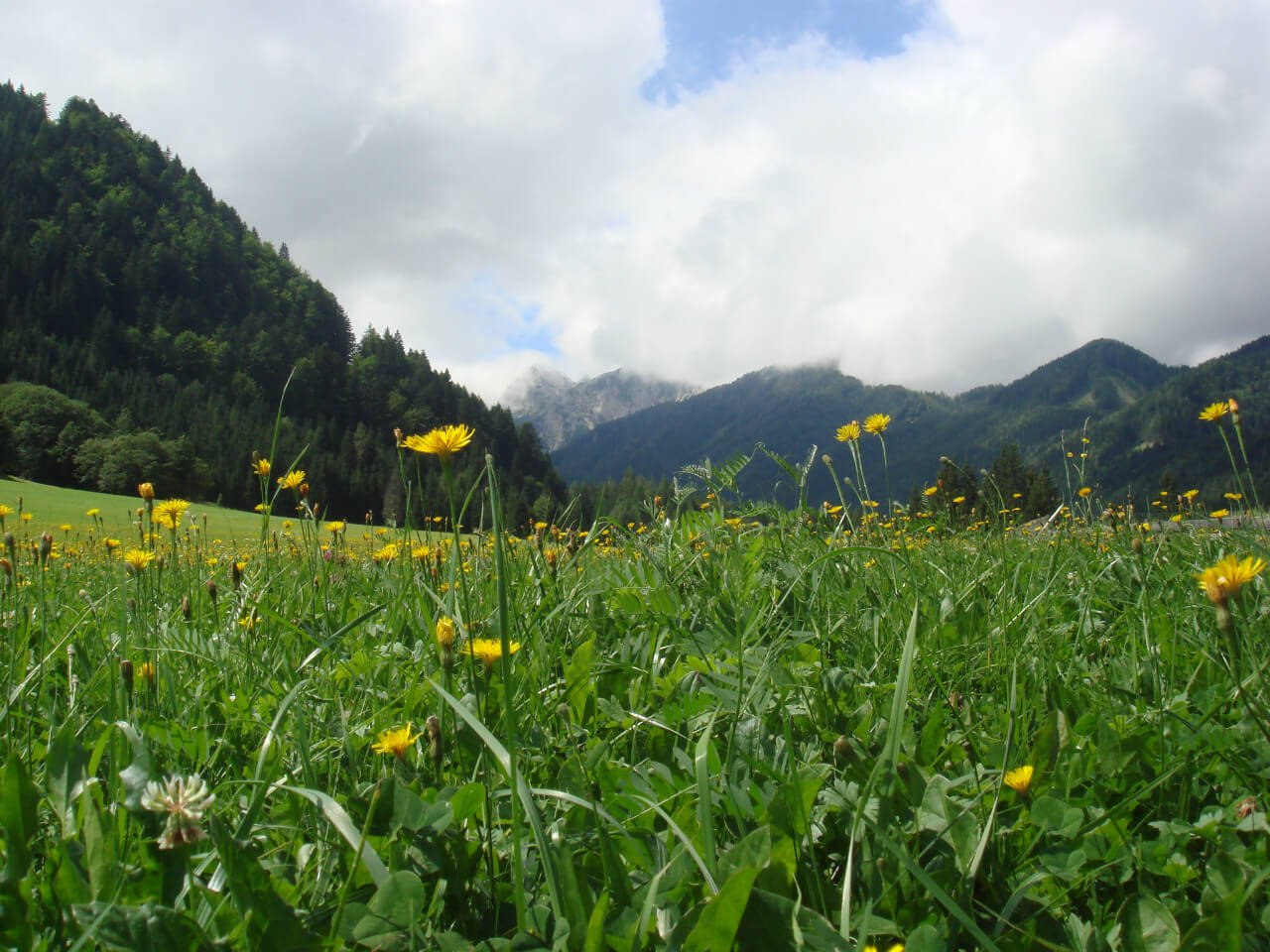 Featured image for “Märchenwiesse”